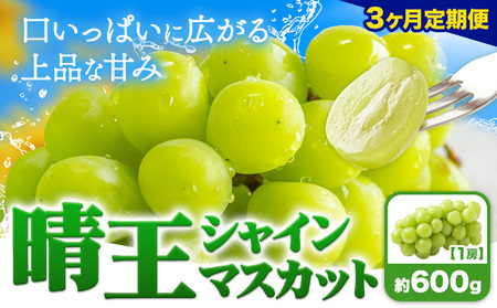 【3ヶ月定期便】ぶどう シャインマスカット 晴王 600g 1房マスカット岡山《7月上旬-9月末頃出荷》岡山県 浅口市 送料無料 フルーツ 果物 マスカット お取り寄せフルーツ【配送不可地域あり】（北海道・沖縄・離島）