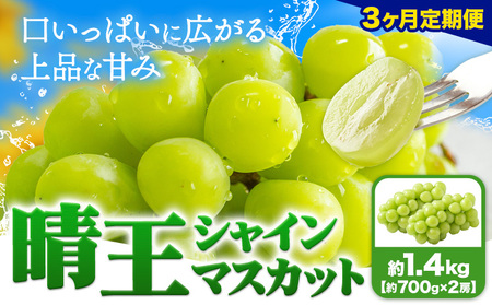 【3ヶ月定期便】ぶどう シャインマスカット 晴王 1.4kg 2房 マスカット岡山《7月上旬-9月末頃出荷》岡山県 浅口市 送料無料 フルーツ 果物 マスカット お取り寄せフルーツ【配送不可地域あり】（北海道・沖縄・離島）