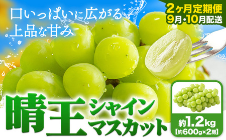 【2ヶ月定期便】ぶどう シャインマスカット 晴王 1.2kg 2房 マスカット岡山《9月上旬-10月末頃出荷》岡山県 浅口市 送料無料 フルーツ 果物 マスカット お取り寄せフルーツ【配送不可地域あり】（北海道・沖縄・離島）