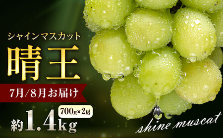 【2026年発送】シャインマスカット 晴王 1.4kg  彩美菜果 シャインマスカット