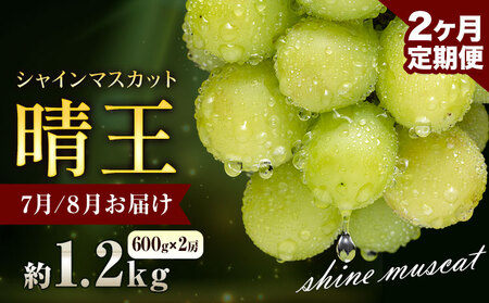 【先行予約】ぶどう シャインマスカット 晴王 1.2kg 2房 2ヶ月定期便 彩美菜果《7月上旬-8月末頃出荷》 マスカット 送料無料 岡山県 浅口市 フルーツ 果物 贈り物 国産 岡山県産 くだもの 果物 7月 8月発送 【配送不可地域あり】（北海道・沖縄・離島）