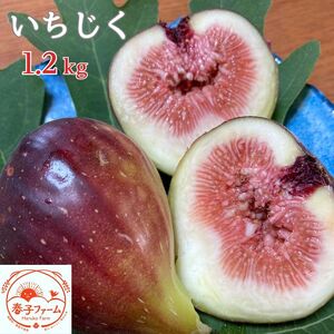 《2026年8～10月発送》いちじく（桝井ドーフィン） 1.2kg ／ 無花果 イチジク フルーツ 果物 くだもの 桝井ドーフィン ドーフィン 