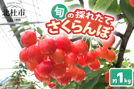 【2026年先行予約】山梨県北杜市産　旬の採れたてさくらんぼ　約1kg さくらんぼ 高砂 佐藤錦 紅秀峰 期間限定 数量限定 採れたて大粒 大玉 果物 くだもの 夏果実 サクランボ チェリー 高級 鉄分 山梨県 北杜市産  [h314]
