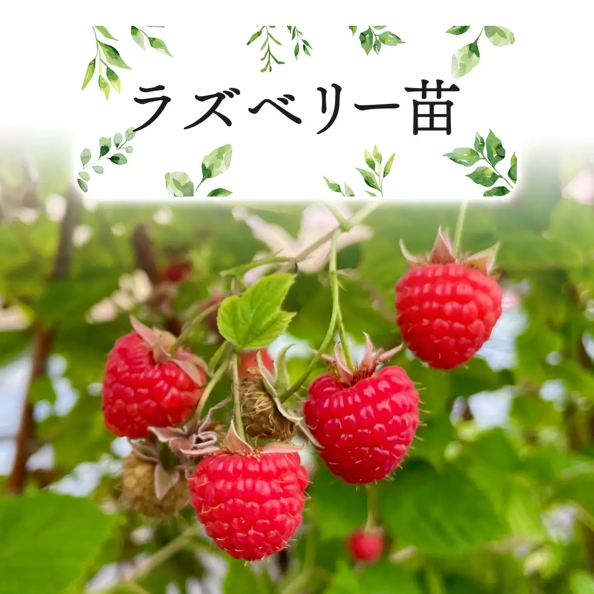 ラズベリー苗　150P7803