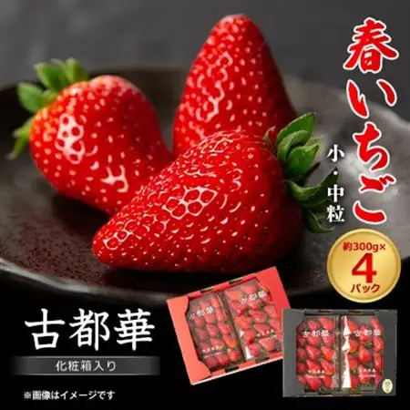 令和8年度　春いちご　古都華　約300g×4パック　合計約1200g_果物・フルーツ いちご  イチゴ 苺_【配送不可地域：離島・北海道・沖縄県】【1486658】