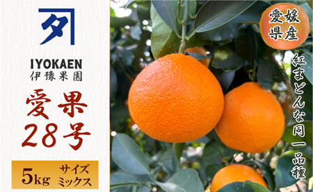【2026年先行予約】 みかん 愛果28号 サイズミックス  約5kg ご家庭用 【2026年11月下旬から順次発送予定】 紅まどんなと同一品種 愛媛 人気 柑橘 国産 フルーツ 伊豫果園 伊予市｜C107