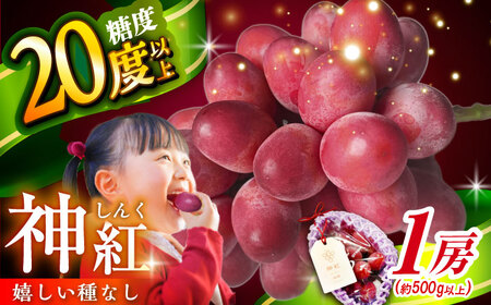 ぶどう【2026年8月初旬から順次発送】神紅 500g以上 [AIAA001] ぶどう