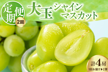 【先行予約】 【定期便】 令和8年産 大玉 シャインマスカット 2房 ( 1.4kg ) × 2回 2026年9月下旬頃～お届け予定