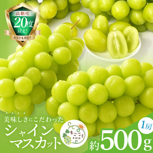 【2026年9月中旬より順次発送】令和7年度 茨城県生産力向上共励会 特別賞受賞！糖度約20～22度！美味しさにこだわったシャインマスカット（約500g）1房 化学肥料不使用 農家直送【葡萄 ぶどう マスカット フルーツ 果物 くだもの 水戸市 水戸 茨城県】（GG-20）