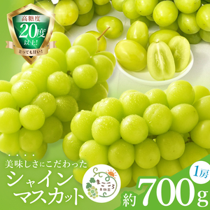 【2026年9月中旬より順次発送】令和7年度 茨城県生産力向上共励会 特別賞受賞！糖度約20～22度！美味しさにこだわったシャインマスカット（約700g）1房 化学肥料不使用 農家直送【葡萄 ぶどう マスカット フルーツ 果物 くだもの 水戸市 水戸 茨城県】（GG-21）