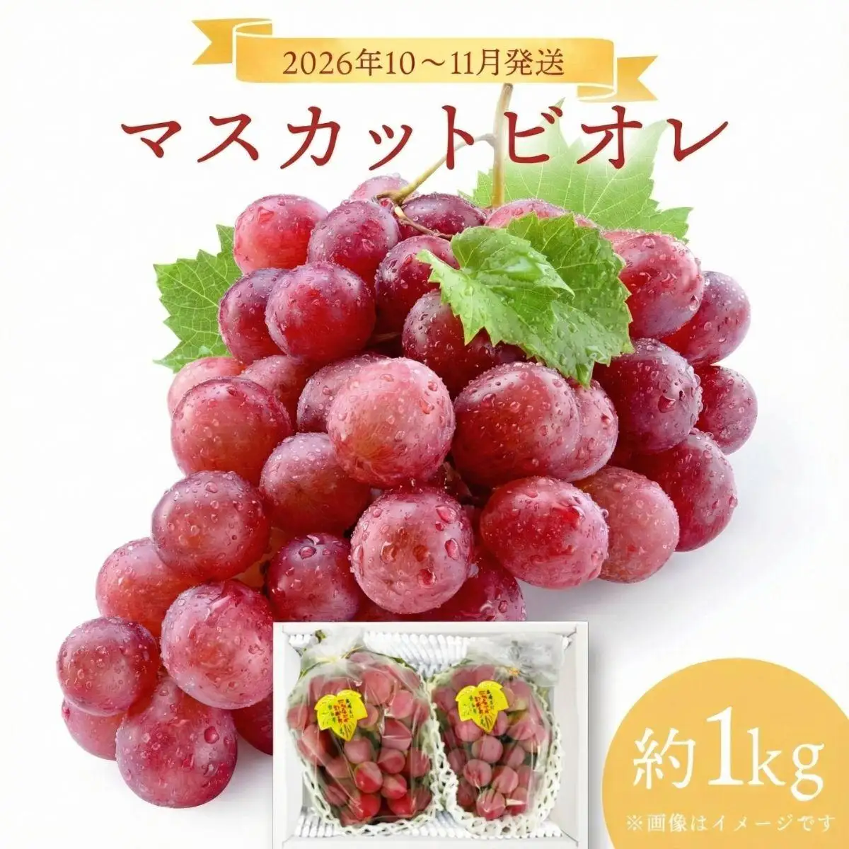 ＜2026年発送分 先行予約＞10月～11月発送マスカットビオレ1kg箱【029-a009】