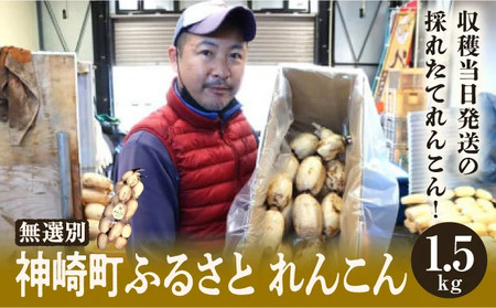 千葉県れんこん部門注文数最上位達成！無選別 神崎町ふるさと れんこん（1.5kg）（※4～7月受付分は8月以降順次発送）[013-a008]