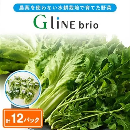 【毎月定期便】G Line brio レタス12パックセット全6回【配送不可地域：離島】【4056844】