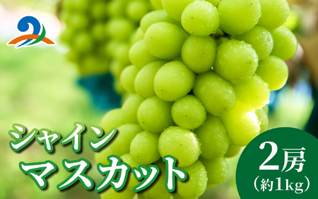ぶどう (シャインマスカット) 約1kg (2房)｜ ぶどう 【2026年8月順次発送】