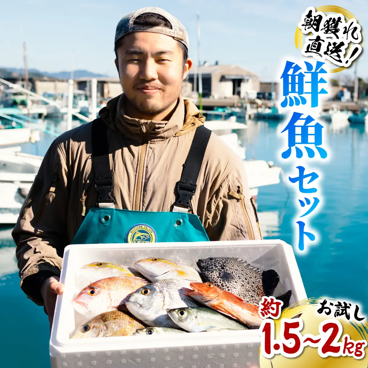 産地直送！ 海陽町より旬の魚をお届け！ 鮮魚セット お試し 約1.5～2kg 詰め合わせ