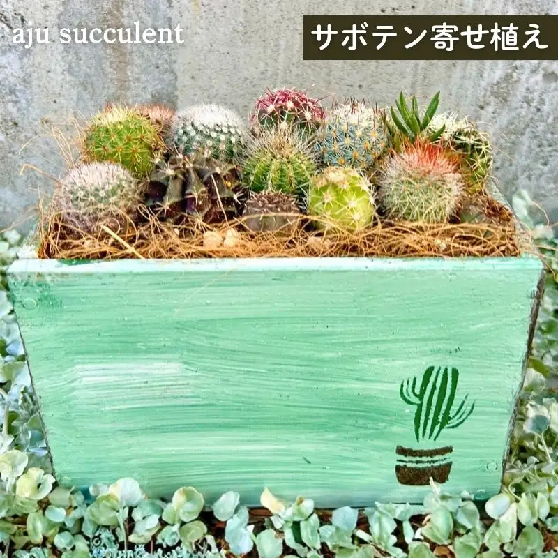 サボテンの寄せ植えアレンジ ／ aju succulent 植物 インテリア ガーデニング 15種 そのまま飾れる プレゼント ギフト 奈良県 葛城市【ajus010】