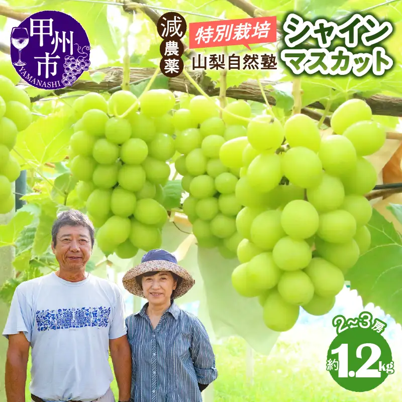 減農薬「特別栽培」やまなし自然塾の甲州市産シャインマスカット 約1.2kg（2～3房）【2026年発送】（YSGK）B12-163 シャインマスカット フルーツ