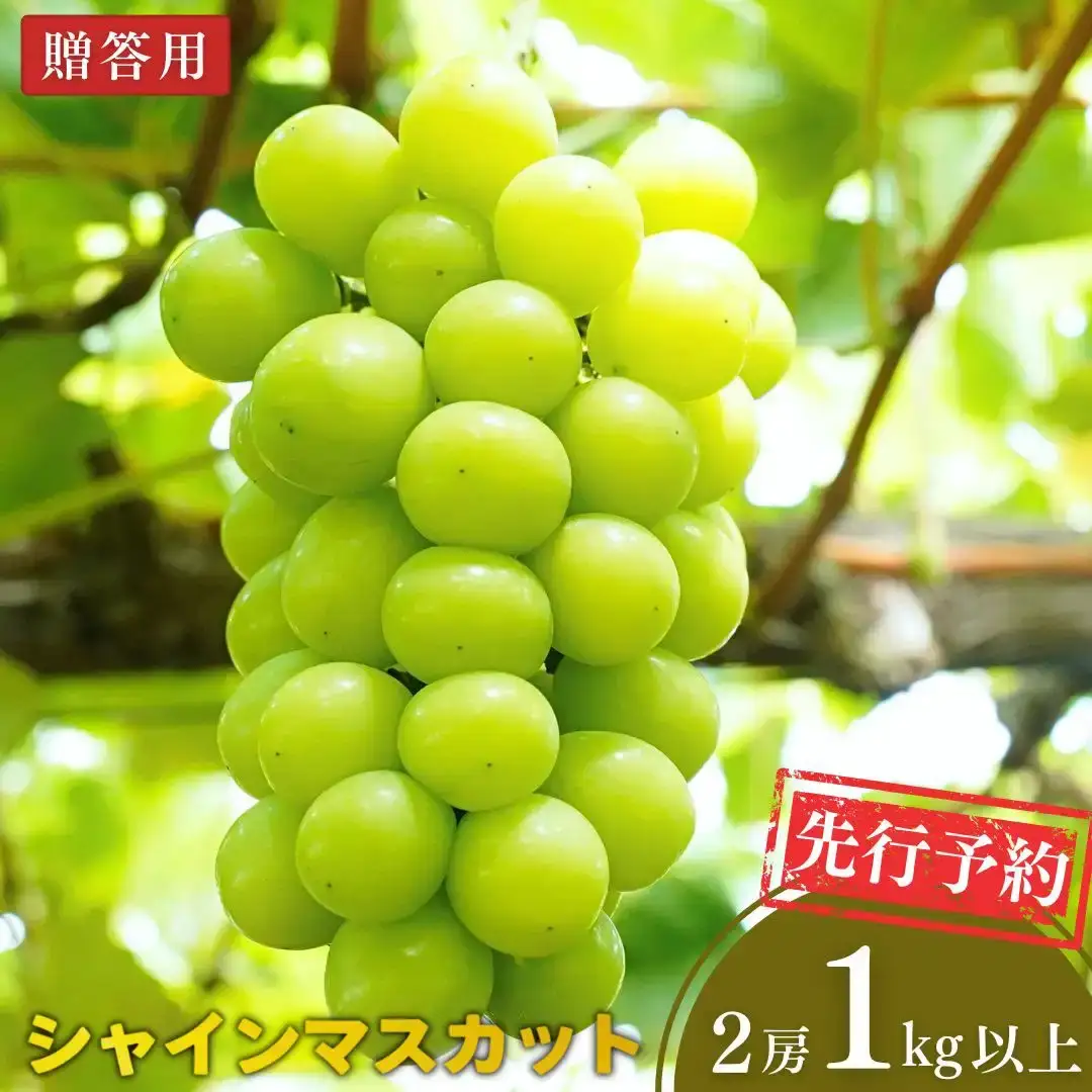 先行予約 シャインマスカット 1kg以上 (2房) 令和8年度 新潟県 三条市産 ぶどう [小林農園]【013S129】