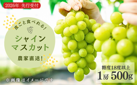 【先行予約】シャインマスカット 1房500g | シャインマスカット 新潟県 出雲崎町