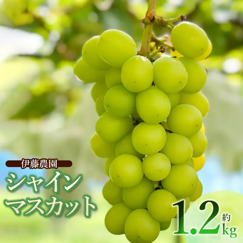 【令和8年産先行予約】 シャインマスカット　約1.2kg (2房) 山形県鶴岡市　伊藤農園