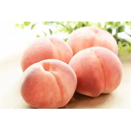 【2026年発送】フルーツ王国　長野県信州直送　白桃　約3kg(8～12玉)【配送不可地域：離島】【1576254】