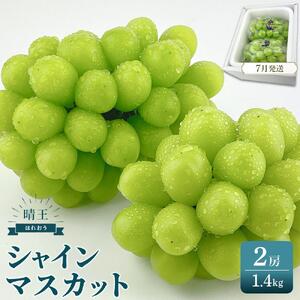 2026年予約受付中 シャインマスカット 晴王 2房 約1.4kg   | フルーツ 果物 くだもの 葡萄 ブドウ ぶどう シャインマスカット マスカット 晴王 ギフト 贈答用 プレゼント 岡山 岡山県産 国産 フルーツ 果物 くだもの シャインマスカット マスカット おすすめ 人気 種無し 皮ごと食べる みずみずしい7月～8月にお届け フレッシュ 温室栽培 晴れの国おかやま 果物大国 彩美菜果