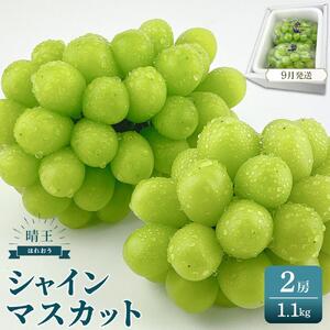 シャインマスカット　晴王　2房　約1.1kg　｜ シャインマスカット