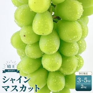 シャインマスカット　晴王　約2kg（3～5房）｜  シャインマスカット