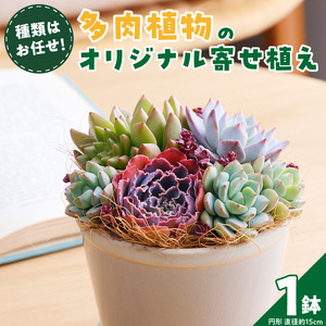 【佳花園】多肉植物のオリジナル寄せ植え[156K04]