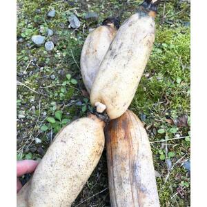 冬こそ皮ごと丸かじり！栽培期間中農薬・化学肥料不使用棚田レンコン!　約2kg