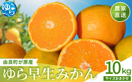 ゆら早生みかん 10kg ※2026年10月上旬頃～10月下旬頃に順次発送予定 ※沖縄・離島配送不可【kzmn003-r-10】