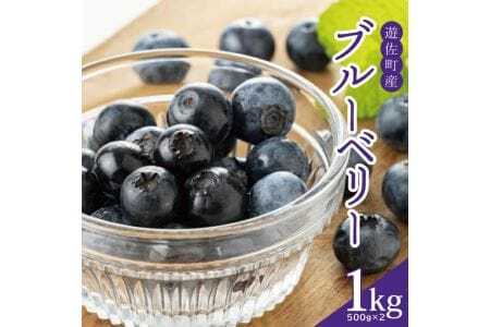 大粒ブルーベリー 500g×2パック 計1kg 化粧箱入 6月下旬～7月上旬頃お届け 山形県遊佐産 冷蔵便 ※着日指定・離島発送不可 果物 くだもの フルーツ ブルーベリー 国産 東北 山形県 遊佐町 庄内[1417]