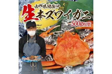 生・本ズワイガニ 1匹 500g程度 遊佐沖 10月中旬～12月下旬頃お届け 冷蔵便 ※着日指定・離島（沖縄県を含む）発送不可 1人前 東北 山形県 庄内地方 日本海 カニ 蟹 かに 海産物 シーフード 海鮮 新鮮 鮮魚 まるごと 生食 刺身 ボイル 焼き 期間限定 [853]
