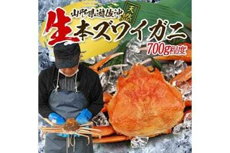 生・本ズワイガニ 1匹 700g程度 遊佐沖 10月中旬～12月下旬頃お届け 冷蔵便 ※着日指定・離島（沖縄県を含む）発送不可 2人前 東北 山形県 庄内地方 日本海 カニ 蟹 かに 海産物 シーフード 海鮮 新鮮 鮮魚 まるごと 生食 刺身 ボイル 焼き 期間限定 [854]