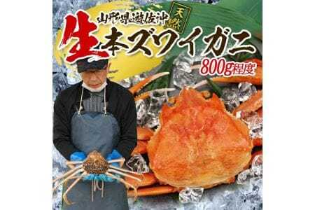 生・本ズワイガニ 1匹 800g程度 遊佐沖 10月中旬～12月下旬頃お届け 冷蔵便 ※着日指定・離島（沖縄県を含む）発送不可 2人前 3人前 東北 山形県 庄内地方 日本海 カニ 蟹 かに 海産物 シーフード 海鮮 新鮮 鮮魚 まるごと 生食 刺身 ボイル 焼き 期間限定 [855]