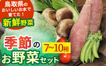 季節のお野菜セット（7~10種） 国産 鳥取県産品 定期便 詰め合わせ 新鮮