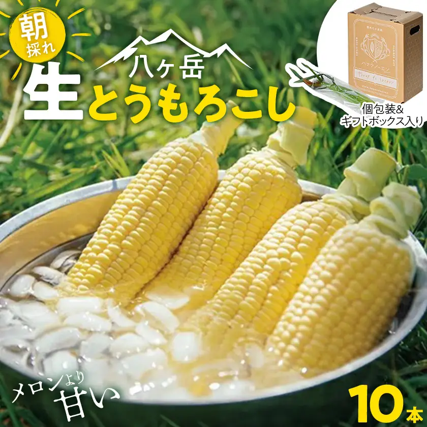 　【先行予約】朝採れ 八ヶ岳生とうもろこし 10本〈2026年7月下旬～9月下旬発送予定〉_野菜 とうもろこし  トウモロコシ_【配送不可地域：離島】【1574950】