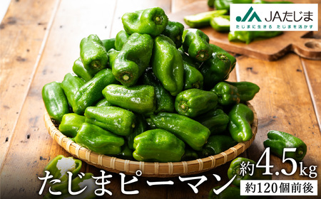 【先行予約】数量限定 たじまピーマン 約4.5kg / 7月中旬から順次発送 肉厚 ピーマン 肉詰め 新鮮 野菜 産地直送 やさい 苦みが少ない 甘みが強い 歯ごたえが良い 濃い緑 夏秋ピーマン