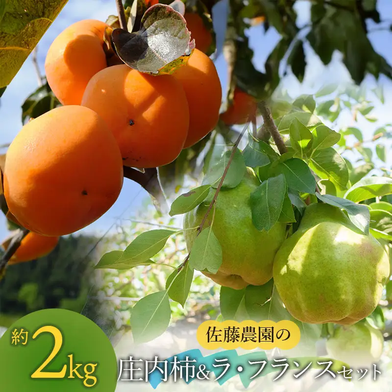 【令和8年産先行予約】庄内柿＆ラ・フランス セット　約2kg　山形県鶴岡市産　佐藤農園