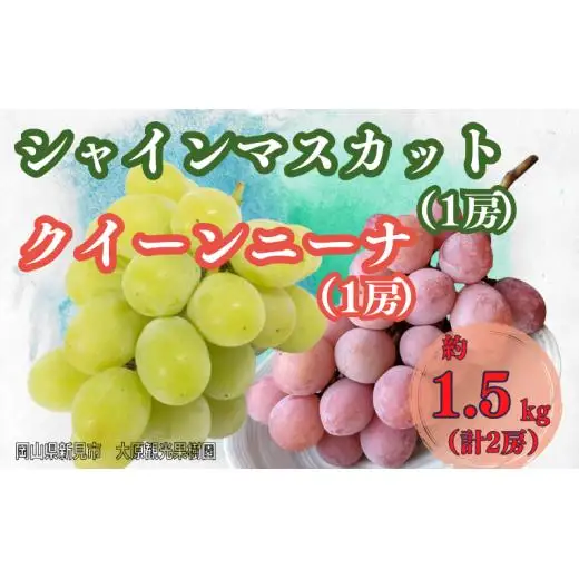 大原観光果樹園 シャインマスカット1房とクイーンニーナ1房（計2房） 約1.5kg 【先行予約 10月中旬から順次発送】