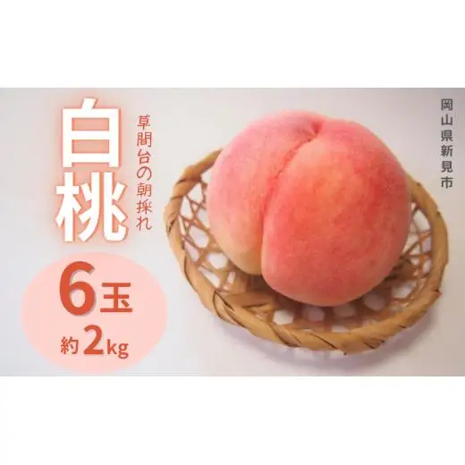 草間台の朝採れ白桃1箱 約2kg 6玉 【先行予約 7月下旬から発送】