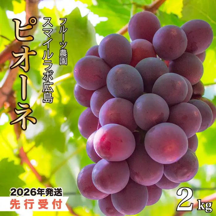 【先行受付】ピオーネ2kg 2026年8月中旬以降順次発送予定 ぶどう ブドウ 葡萄 ピオーネ 果物 フルーツ 新鮮 産地直送 広島県三原市 059002