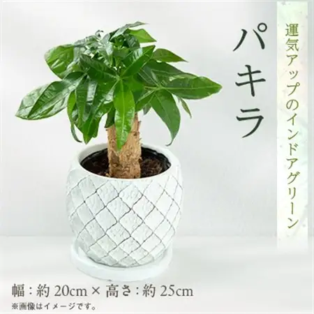 運気アップのインドアグリーン「パキラ」_花・観葉植物 観葉植物・苗木  _【1573882】