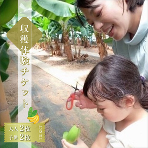 金太郎バナナ 収穫適期バナナの収穫と試食体験ファミリー4枚チケット（大人：2枚、子供：2枚）【 体験 試食 収穫 チケット おいしい 果物 くだもの フルーツ お歳暮 お中元 農業体験 食育 自由研究 受験対策 家族・ファミリー 親子・夫婦・カップル 】