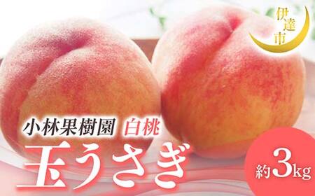 【2026年出荷分先行予約】福島県産 玉うさぎ 約3kg (8～12玉) 小林果樹園 伊達の桃 桃 フルーツ 果物 もも モモ momo F21C-010