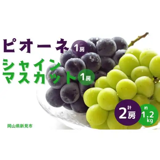 ピオーネ1房とシャインマスカット1房 計2房 約1.2kg 新見【 先行予約 9月中旬から順次発送】