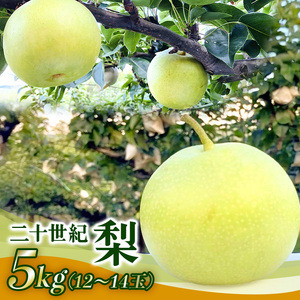 梨 2026年 先行予約 二十世紀梨 5kg 12～14玉 果物 なし 広島県 安芸高田市 A74-001
