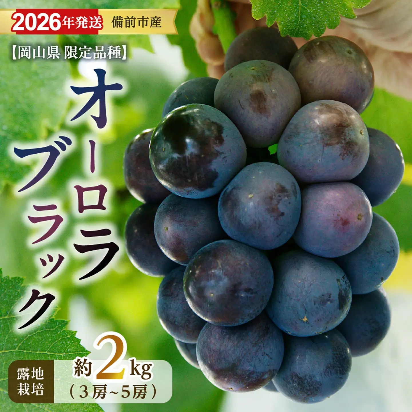 【2026年発送分　先行受付開始！】びぜん葡萄「オーロラブラック」（露地栽培）約2kg（令和8年8月中旬～9月中旬頃発送）【葡萄 オーロラブラック】