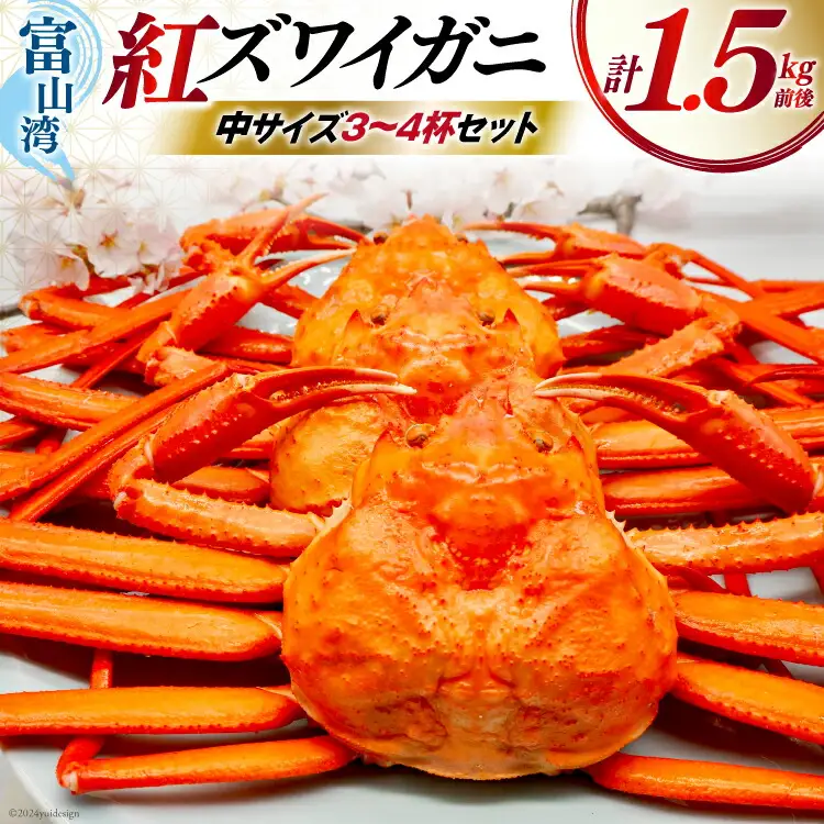 【期間限定発送】 【漁師厳選】 紅ズワイガニ ボイル済 中サイズ3～4杯 計1.5kg前後 [聖徳丸 富山県 朝日町 34310513]