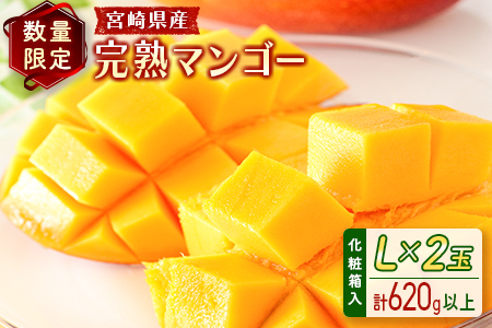 ＜数量限定＞宮崎県産 完熟マンゴーL×2玉（計620g以上）※2026年4月下旬配送開始 化粧箱入 フルーツ くだもの【B544-26】